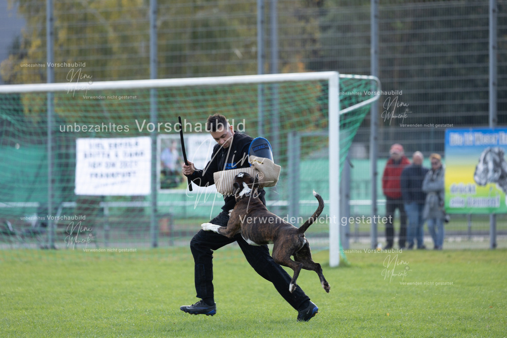_16A6493 | Einzigartige Fotos von Hunden & Menschen –Actionfotos, Portraits, Vereinsaufnahmen & Paarshootings – authentisch, lebendig & mit Herz.