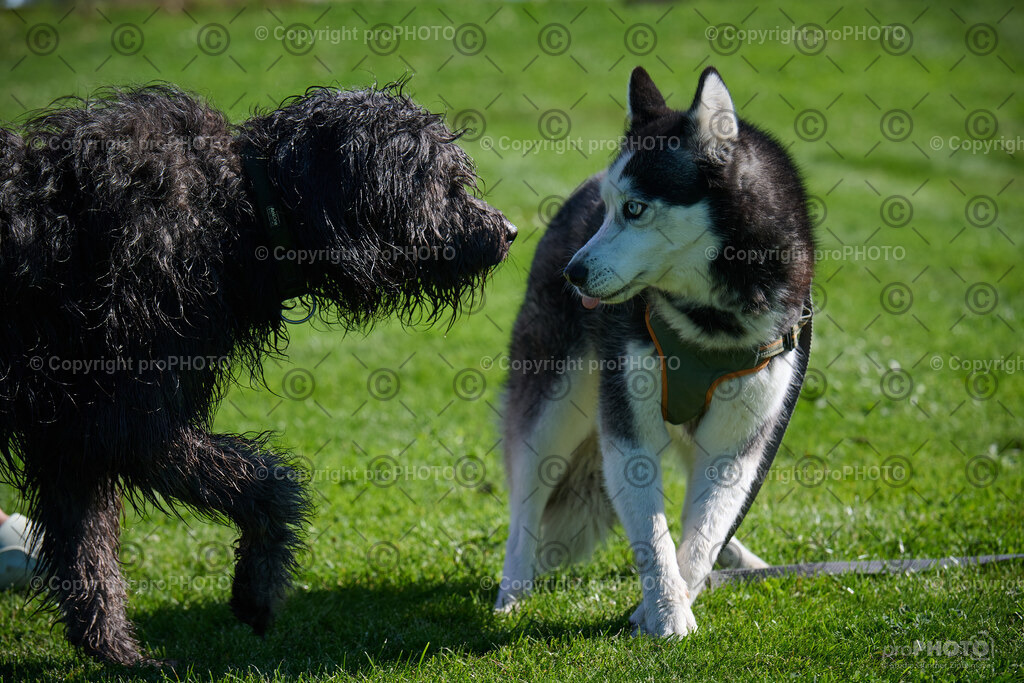 043_202509_4Hundebadetag_NZ9_2211 | proPHOTO - Realisiert mit Pictrs.com