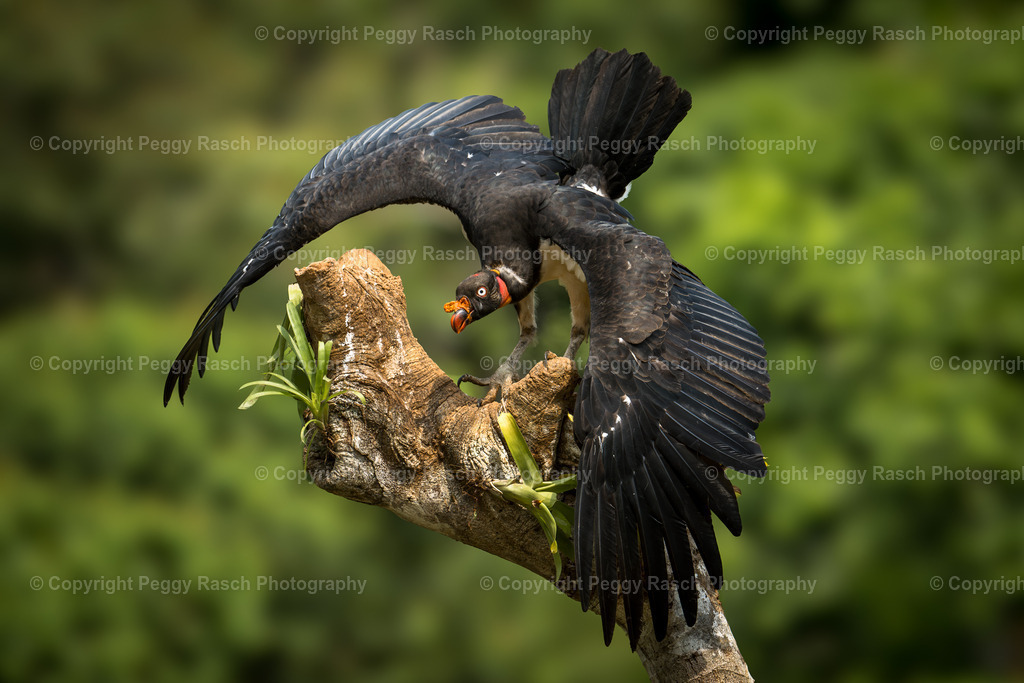 Königsgeier (5) | PeggyRaschPhotography - Realisiert mit Pictrs.com