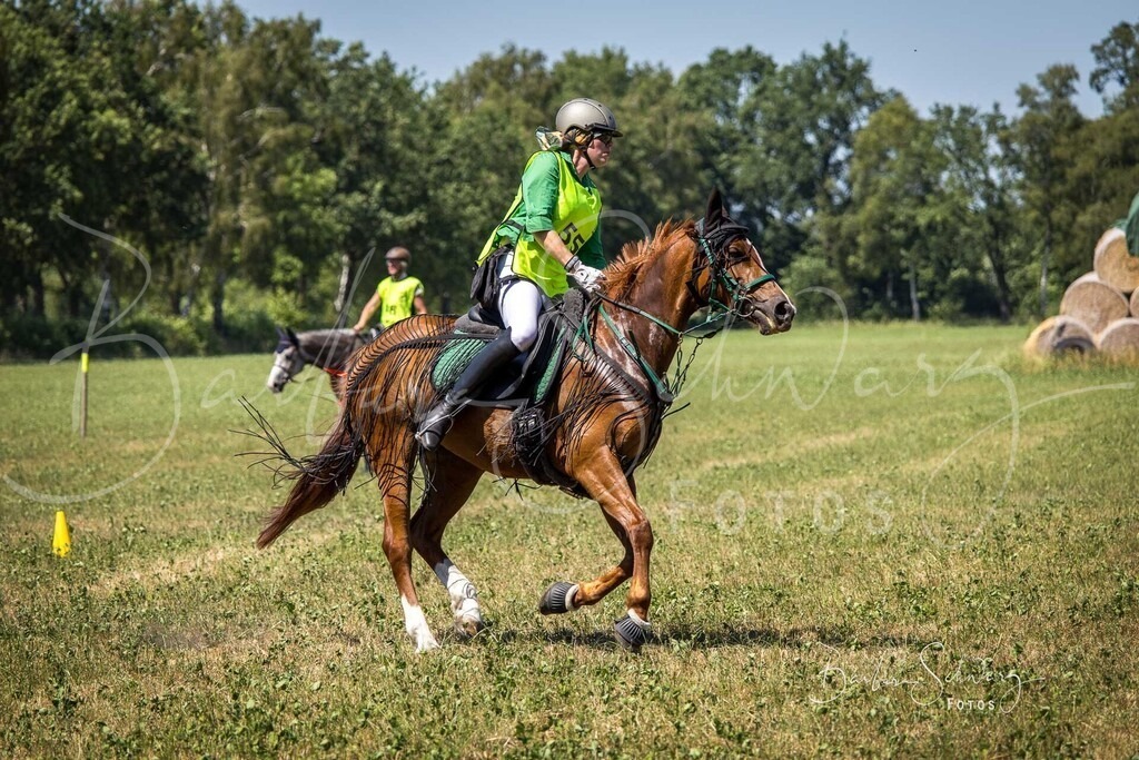 CJP_2026-06-26_40 | Stimmungsvolle Fotografie von Pferden, fotografische Begleitung von Veranstaltungen, Golfturnieren und Distanzritten - Realisiert mit Pictrs.com
