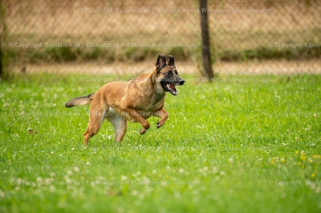 20210728_Schutzhund-in-Bewegung_0018 | Foto: Thomas Hartig