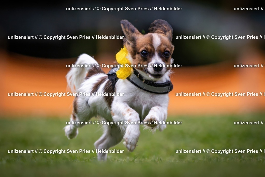 Sven Pries | 19. Allgemeines Hunderennen Karlsruhe Durlach - Realisiert mit Pictrs.com