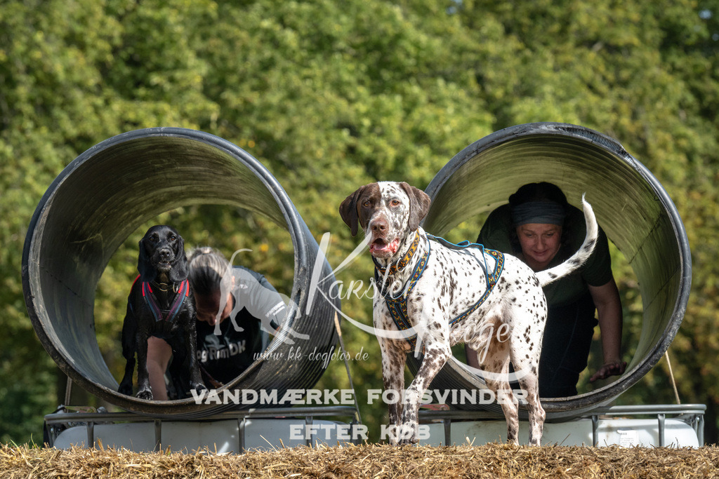 1310_ZZ92442 | kk-dogfotos