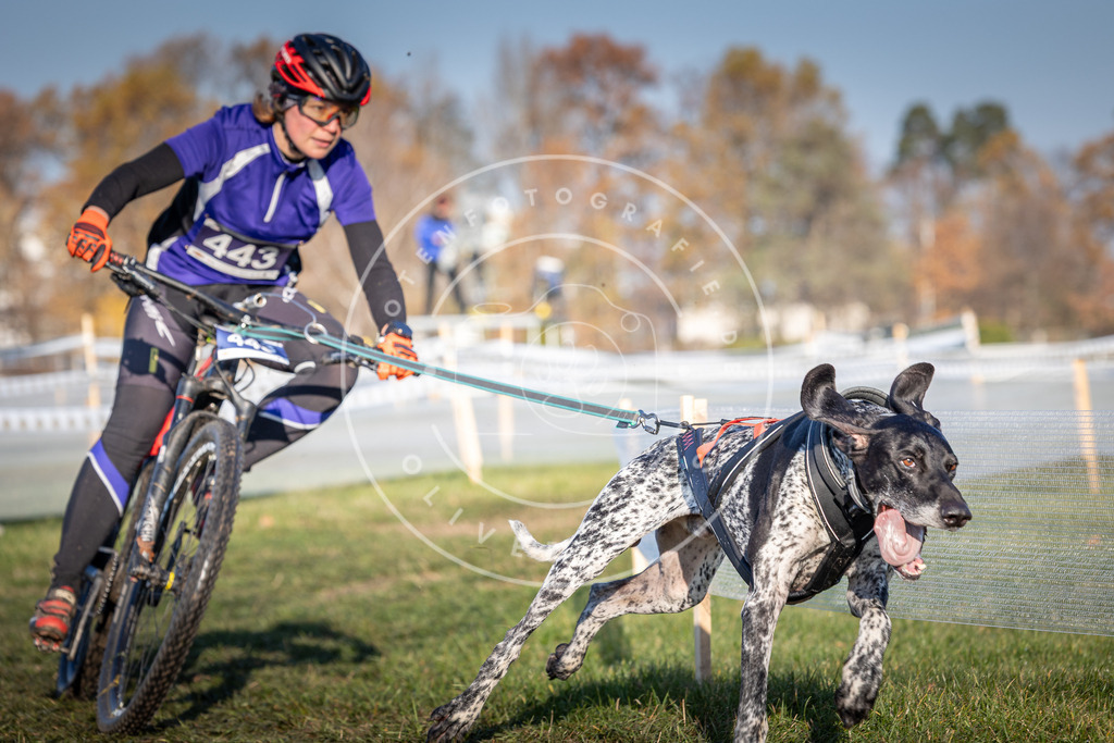 CaniXpix_0L8A4339 | Hundefotografie, Tierfotograf, Pfotenfotografie, Fotoshooting Hund, Hunde Portrait, Hundesport, Hundeportraits, Heideshooting, Hunde, Sportfotograf, Hundefotograf, Turnierhundsport, THS,  - Realisiert mit Pictrs.com