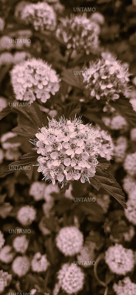 BluteWeißRosaRetro | untamo - Realisiert mit Pictrs.com