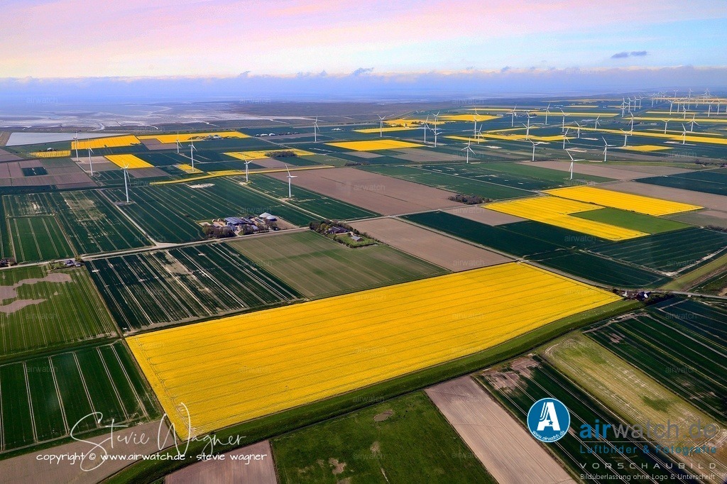 Reußenköge, Bredstedter Koog - Das Vorland wächst an manchen Stellen schneller als an anderen | Das Vorland wächst an manchen Stellen schneller als an anderen aufgrund von Unterschieden in: 1. Strömungsverhältnissen: An strömungsgünstigen Stellen – etwa hinter Inseln oder in Buchten – wird das Wasser langsamer, wodurch Sedimente stärker abgelagert werden. 2. Menschlicher Unterstützung: Durch Bauwerke wie Lahnungen (Pfahlreihen mit Reisig) oder Grüppen (entwässernde Gräben) wird die Strömung gebremst und die Sedimentation gezielt beschleunigt. 3. Pflanzenbewuchs: Pionierpflanzen wie Queller binden Sedimente mit ihren Wurzeln und fördern so weiteren Anwuchs – besonders effektiv in bereits etablierten Salzwiesen. 4. Höhenlage und Überflutungshäufigkeit: Flächen, die regelmäßig von Flut überflutet werden, erhalten mehr Schlick, während höher liegende Bereiche seltener beschlickt werden. Daher kann das Wachstum von unter 1 cm bis zu mehreren Zentimetern pro Jahr variieren. 