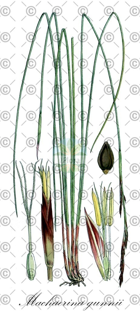 HistAbb_wfo-0001293566_1_ENZY_Simple | Historische Abbildung von Machaerina gunnii - Cyperaceae | Historical Illustration of Machaerina gunnii - Cyperaceae