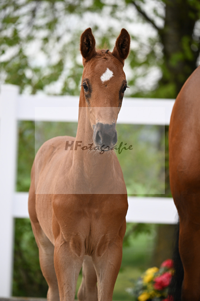 Kat-Nr. 2 HF Diamant de Semilly x Cascadello I_Eberhardt_23260004 | hf-fotografie - Realisiert mit Pictrs.com