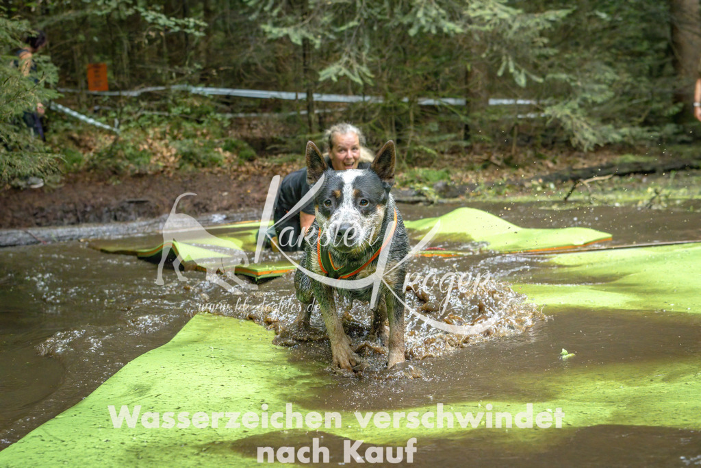 1531_ZZ91108-Bearbeitet | kk-dogfotos