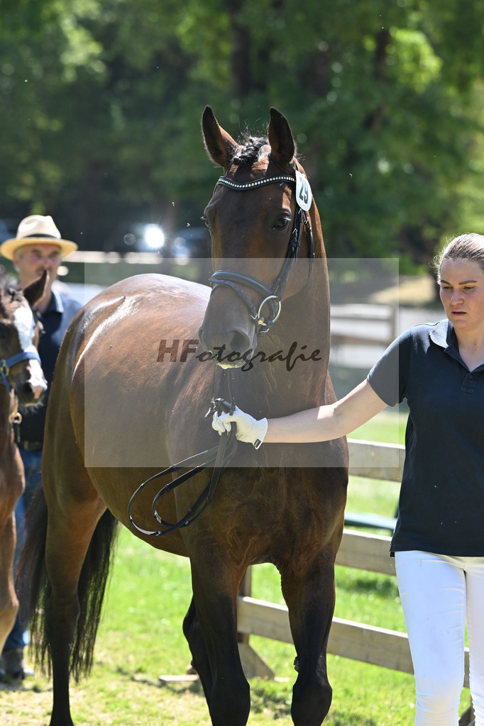 Kat-Nr. 29 Rosenfee v. Escamillo_Heuschmann_19250580 | hf-fotografie - Realizzato con Pictrs.com