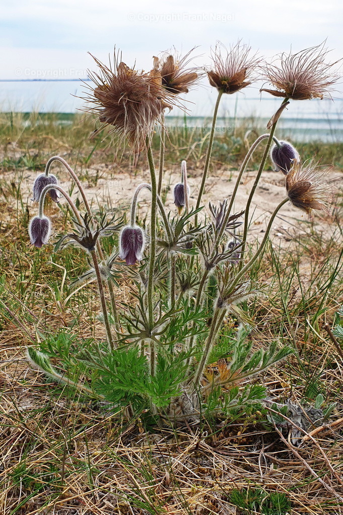 Wiesenkuhschelle | Die Wiesenkuhschelle ist sehr selten und ist in den Stranddünen von Prora auf der Insel Rügen zu finden. Sie stehen unter strengem Naturschutz - Realisiert mit Pictrs.com