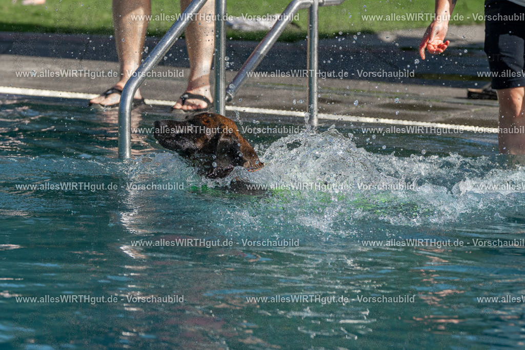 Hundeschwimmen_Volksbad_2026-allesWIRTHgut_Tierfotografie-2609061609-FAY07394 | Professionelle Tierfotografie in Mönchengladbach von Daniel Wirth (allesWIRTHgut). Liebevolle & natürliche Bilder von Hunden & Katzen für unvergessliche Erinnerungen.
