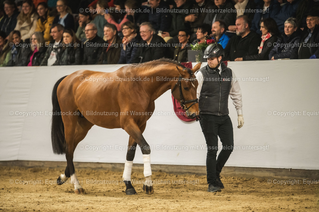 20240302_Hengstvorstellung_Marbach_TOMsPiC_0257-2 | equistock