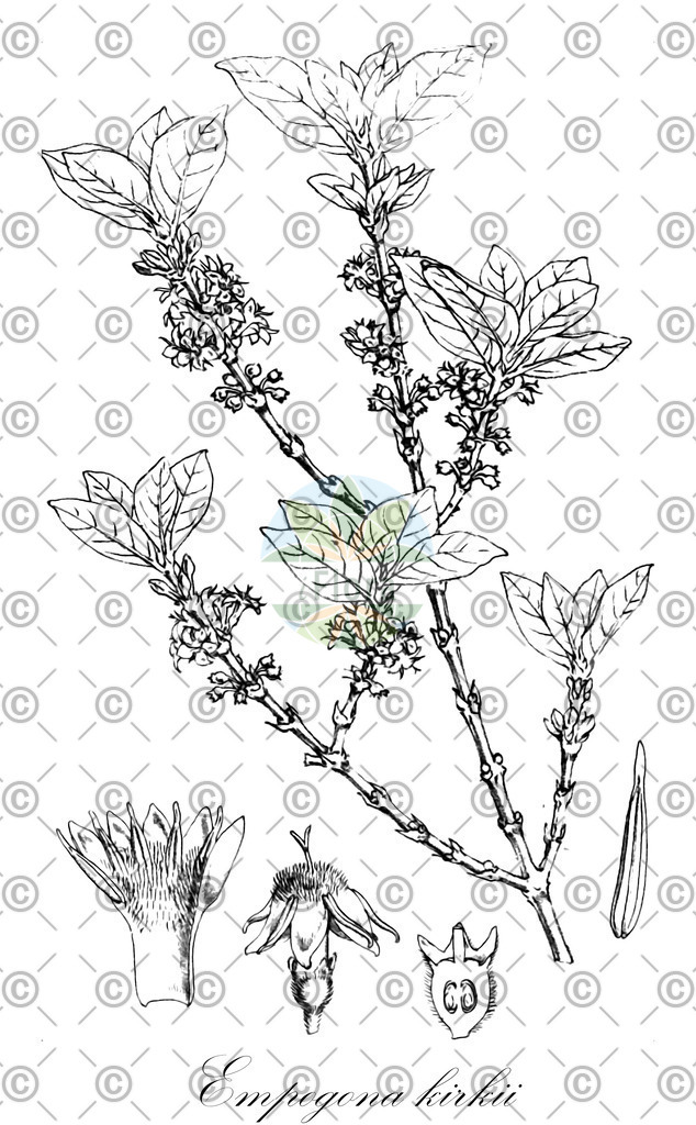 HistAbb_wfo-0000667301_1_ENZY_Simple | Historische Abbildung von Empogona kirkii - Rubiaceae | Historical Illustration of Empogona kirkii - Rubiaceae