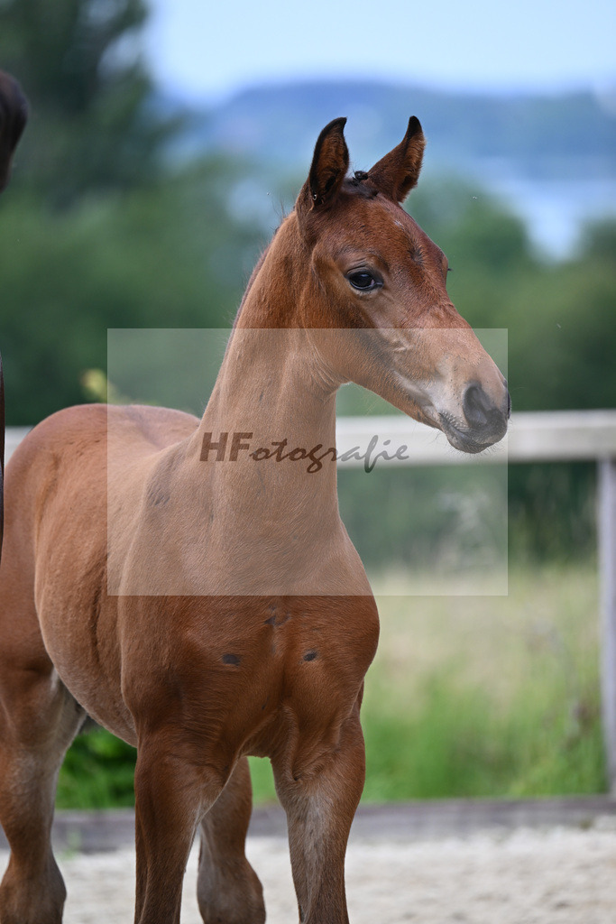 Va Bene x Fahrenheit_HF_Bosch_19240051 | hf-fotografie - Realisiert mit Pictrs.com