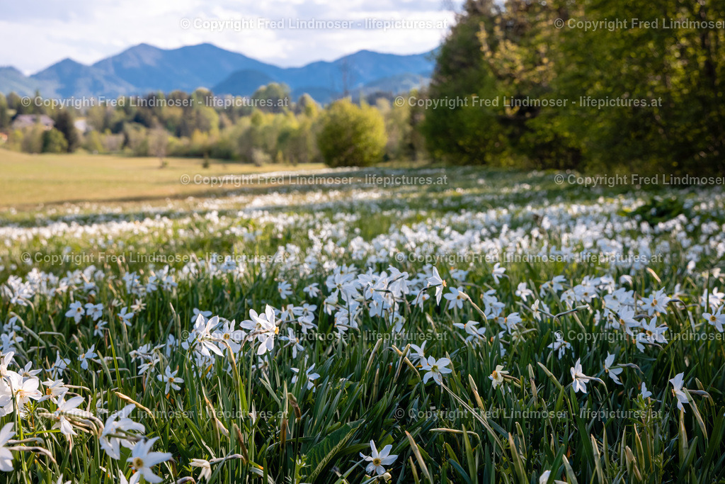 Narzissenblute 03062021-5648 | Fotos und Fotoprodukte - Realisiert mit Pictrs.com