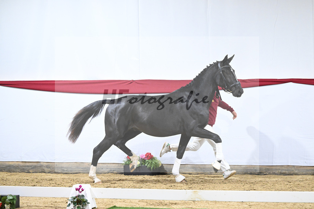 Kat-Nr. 70 v. DSP Bohemian_Kircher-Eckardt_63222001 | hf-fotografie - Realisiert mit Pictrs.com