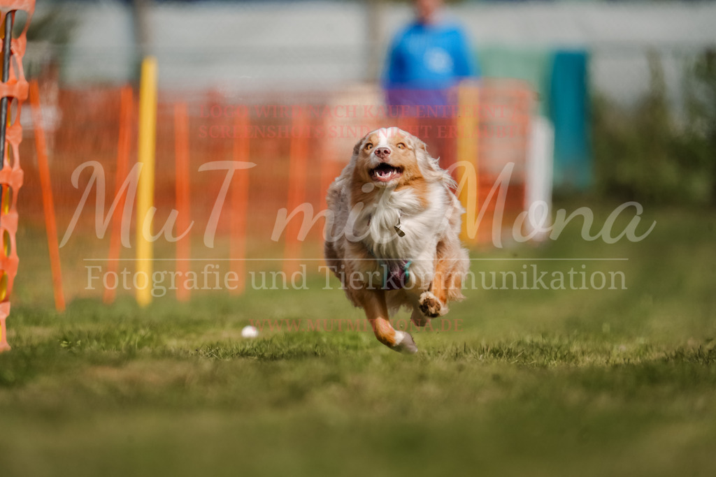 20250928_Hunderennen-377 | MuT (Mensch und Tier) mit Mona - Fotografie und Tierkommunikation - Realisiert mit Pictrs.com