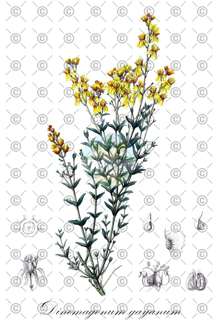 HistAbb_wfo-0001298966_1_ENZY_Simple | Historische Abbildung von Dinemagonum gayanum - Malpighiaceae | Historical Illustration of Dinemagonum gayanum - Malpighiaceae