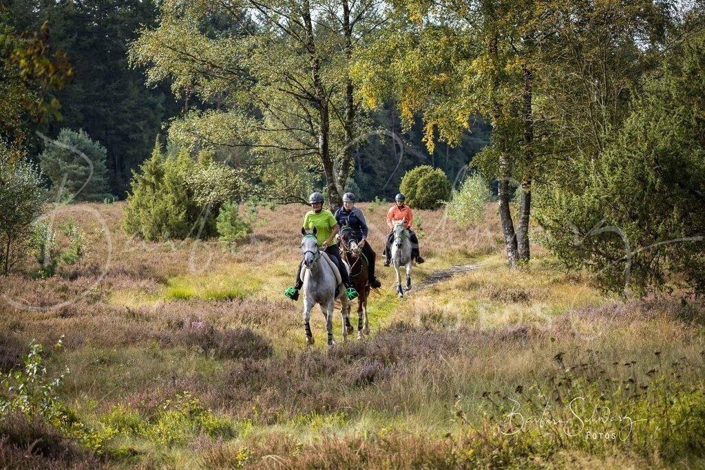 DdLH-WehlenerHeide_2025-09-20_23 | Fotografie, Veranstaltungs-Fotografie, Pferde-Fotografie, Landschafts-Fotografie, Reise-Fotografie - Realisiert mit Pictrs.com