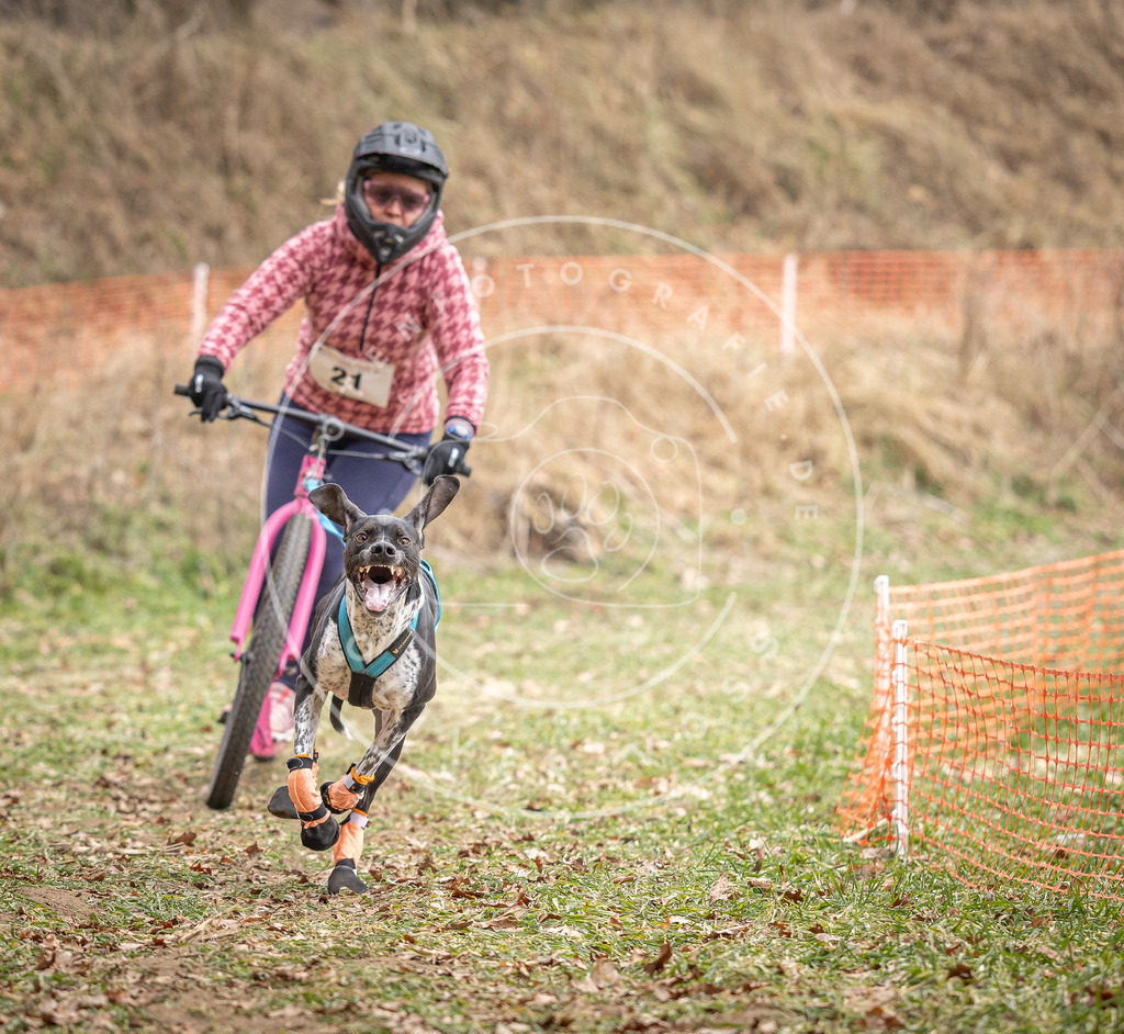 Pfotenfotografie_DV3A7207 | Hundefotografie, Tierfotograf, Pfotenfotografie, Fotoshooting Hund, Hunde Portrait, Hundesport, Hundeportraits, Heideshooting, Hunde, Sportfotograf, Hundefotograf, Turnierhundsport, THS,  - Realisiert mit Pictrs.com