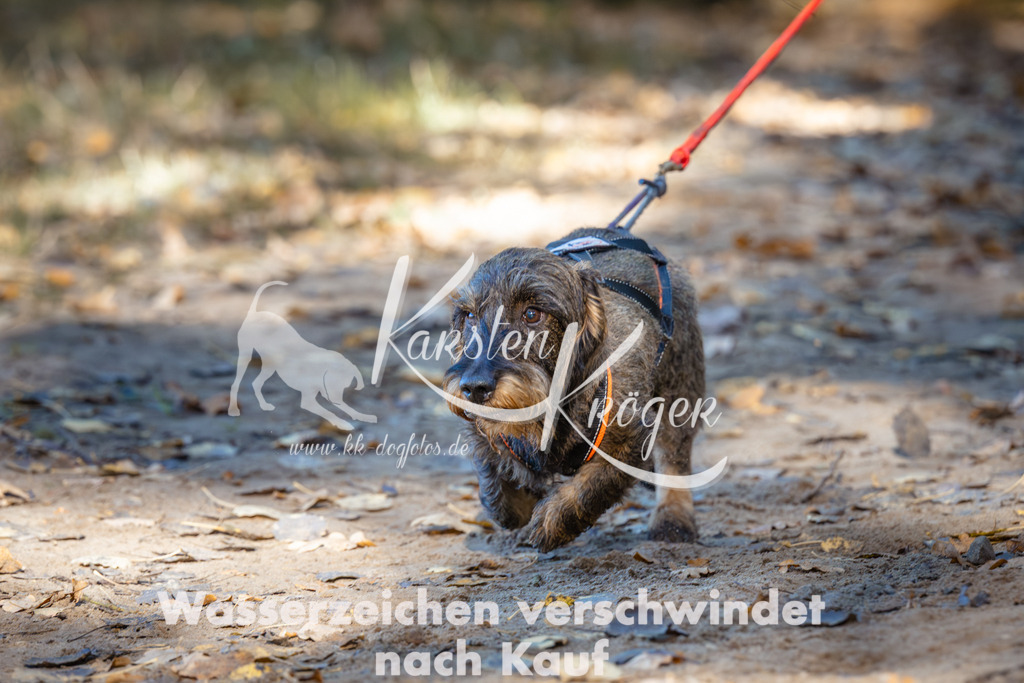 1036_ZZ90526 | kk-dogfotos