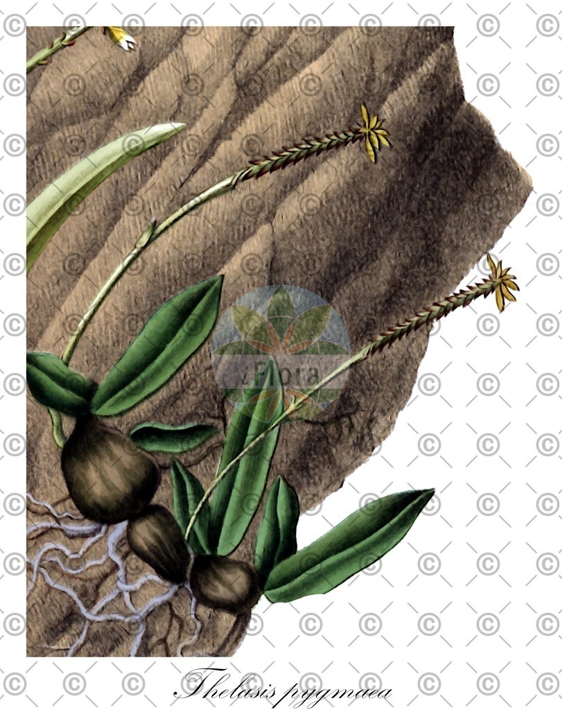HistAbb_wfo-0000128917_1_ENZY_Simple | Historische Abbildung von Thelasis pygmaea - Orchidaceae | Historical Illustration of Thelasis pygmaea - Orchidaceae
