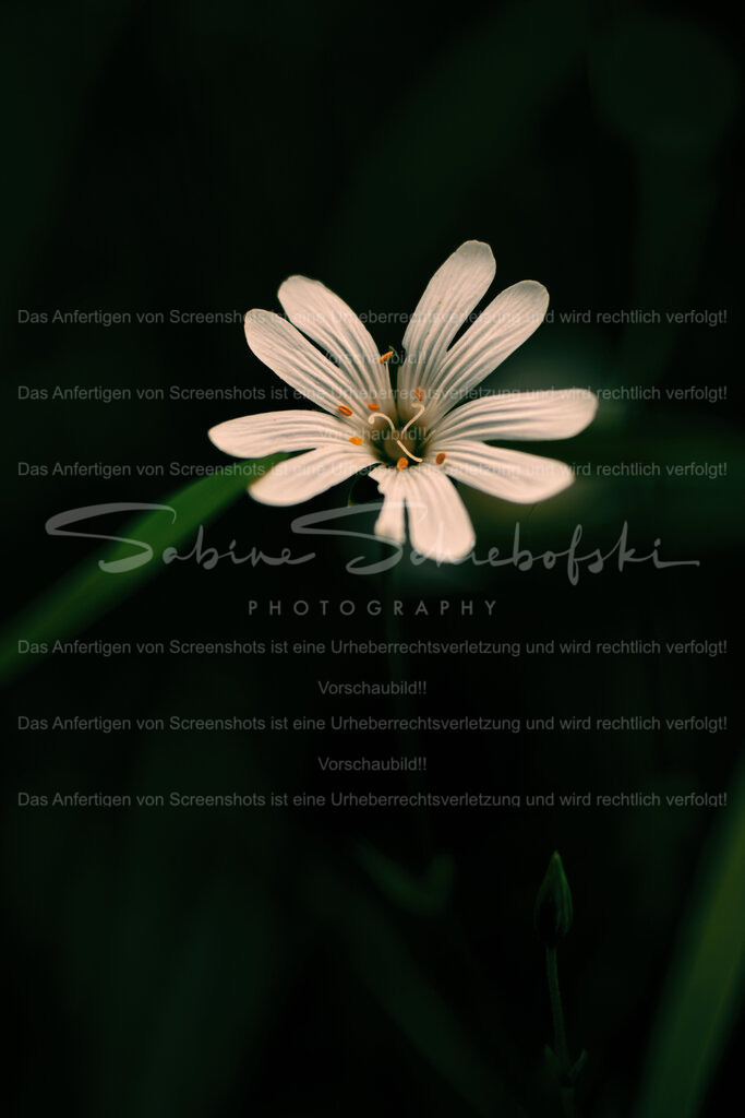 Wandbild Sternmiere | People- und Tierfotografie, Imageaufnahmen, Veranstaltungsfotografie und Wandbilder aus der Natur ★ Made in Germany ✔️ Druck + Downloads ✔️ Naturfotografie in Top Qualität ★ schneller Versand, weltweite Lieferung! - Realisiert mit Pictrs.com