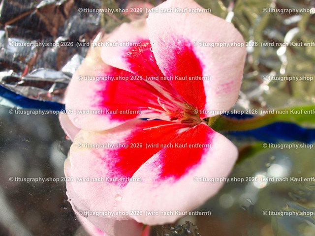 titusgraphy_P6298350-vz-ln | titusgraphy-shop: Geschenkideen mit Qualitätsfotos. titusgraphy-shop: gift ideas with quality photos. titusgraphy-shop: idées cadeaux avec photos de qualité.  - Realisiert mit Pictrs.com
