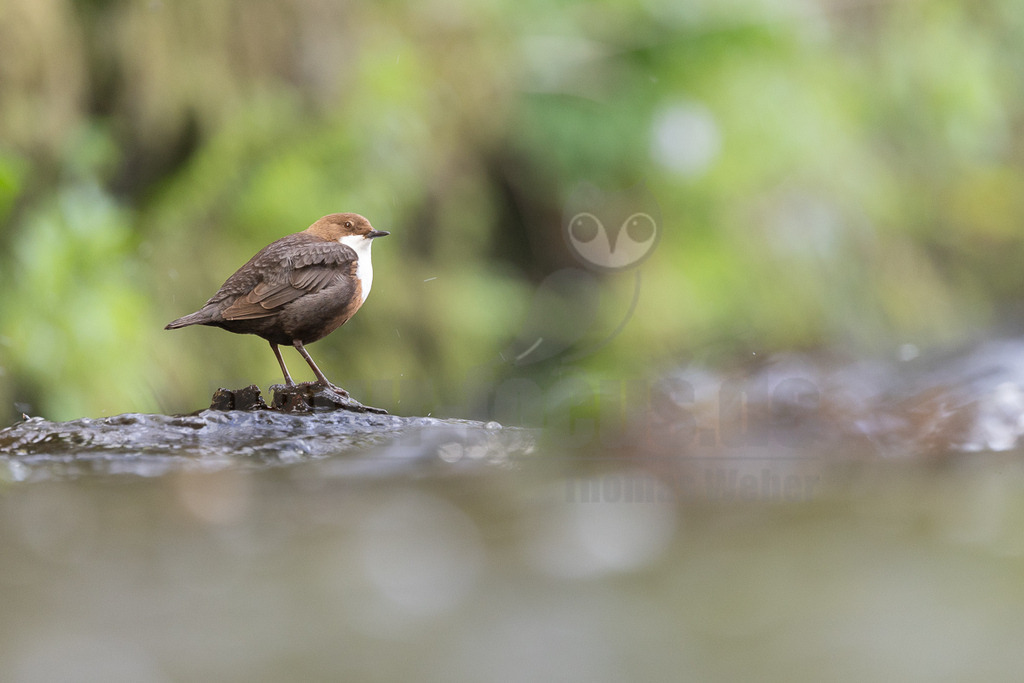 R5M28482_20260503 | Eine Wasseramsel (Cinclus cinclus) steht auf einem dunklen Felsen, der aus dem fließenden Wasser ragt. Ihr Gefieder ist dunkelbraun mit einem auffälligen weißen Brustfleck und einem rötlich-braunen Kopf. Der Hintergrund ist unscharf und zeigt grüne Vegetation. Das Wasser im Vordergrund ist ebenfalls unscharf. - Realisiert mit Pictrs.com