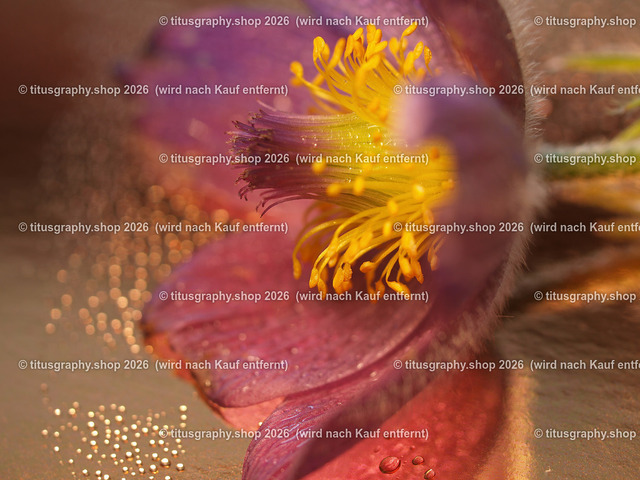 titusgraphy_P5217041-vz-ln | titusgraphy-shop: Geschenkideen mit Qualitätsfotos. titusgraphy-shop: gift ideas with quality photos. titusgraphy-shop: idées cadeaux avec photos de qualité.  - Realisiert mit Pictrs.com