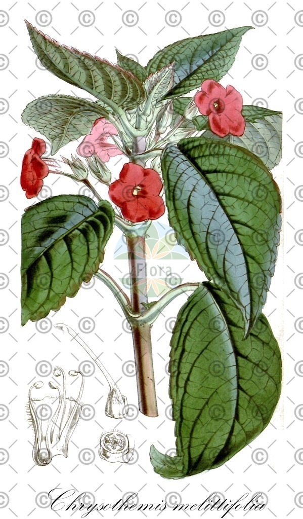 HistAbb_3PMW_1_ENZY_Simple | Historische Abbildung von Chrysothemis melittifolia - Gesneriaceae | Historical Illustration of Chrysothemis melittifolia - Gesneriaceae