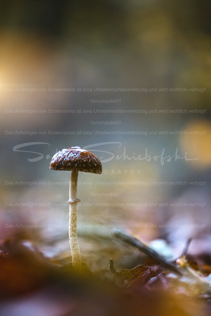 May Life Be Gentle With You | Exklusive Naturfotografie für stilvolle Wanddekoration ★ Premium Wandbilder Made in Germany ✔️ FineArt Drucke & Downloads ✔️ Brillante Farben, höchste Qualität & weltweiter Versand ✔️ - Realisiert mit Pictrs.com