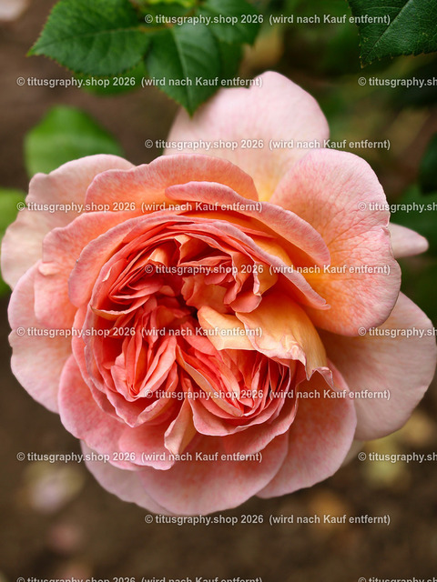 titusgraphy_P6291906-vz-ln | titusgraphy-shop: Geschenkideen mit Qualitätsfotos. titusgraphy-shop: gift ideas with quality photos. titusgraphy-shop: idées cadeaux avec photos de qualité.  - Realisiert mit Pictrs.com