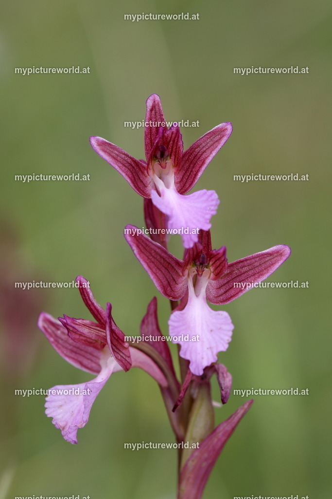 Schmetterlings-Knabenkraut-023 | Das Bilderarchiv über Tiere, Planzen und Landschaften. In der Bilddatenbank finden Sie ein große Auswahl an hochwertigen Bilder für Ihre Werbung - Realisiert mit Pictrs.com