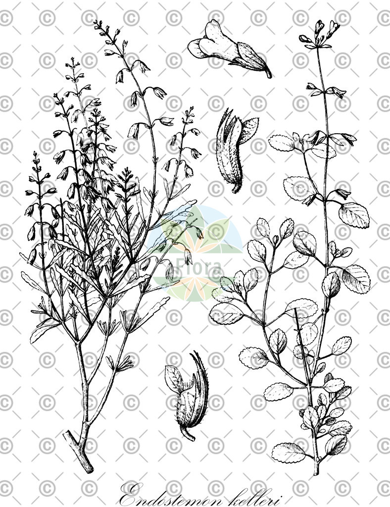 HistAbb_wfo-0000667897_1_ENZY_Simple | Historische Abbildung von Endostemon kelleri - Lamiaceae | Historical Illustration of Endostemon kelleri - Lamiaceae