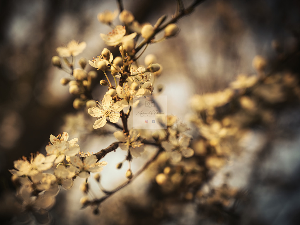 Makro - floral (92) | Buche Fotoshootings und entdecke hochwertige Fotoprodukte bei Mathias Ku Photos. Personalisiert, kreativ & mit Liebe zum Detail. Jetzt informieren! - Realisiert mit Pictrs.com