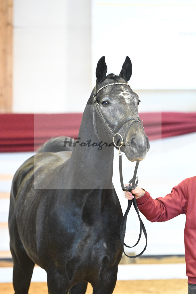 Kat-Nr. 15 v. Conthargos_Schmid_66221416 | hf-fotografie - Realisiert mit Pictrs.com