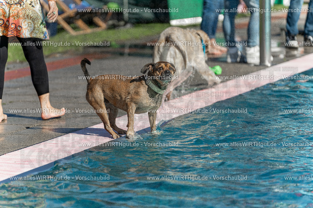 Hundeschwimmen_Volksbad_2026-allesWIRTHgut_Tierfotografie-2609061122-103258-7R509592 | Professionelle Tierfotografie in Mönchengladbach von Daniel Wirth (allesWIRTHgut). Liebevolle & natürliche Bilder von Hunden & Katzen für unvergessliche Erinnerungen.