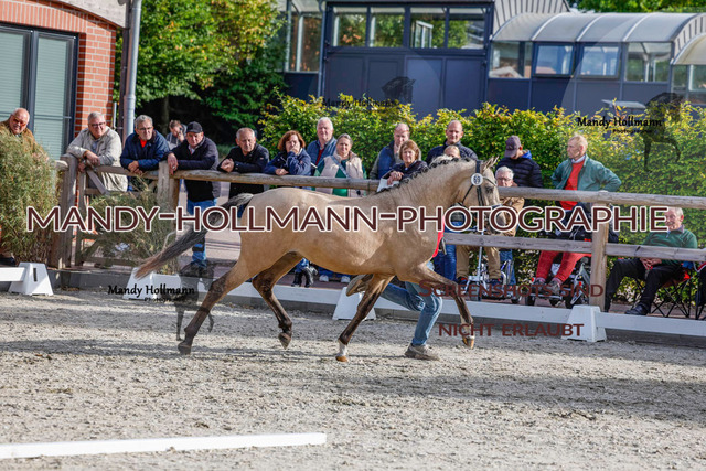 DR (994 von 1791) | mandyhollmannphotographie