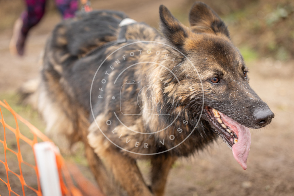 DV3A0595 | Hundefotografie, Tierfotograf, Pfotenfotografie, Fotoshooting Hund, Hunde Portrait, Hundesport, Hundeportraits, Heideshooting, Hunde, Sportfotograf, Hundefotograf, Turnierhundsport, THS,  - Realisiert mit Pictrs.com