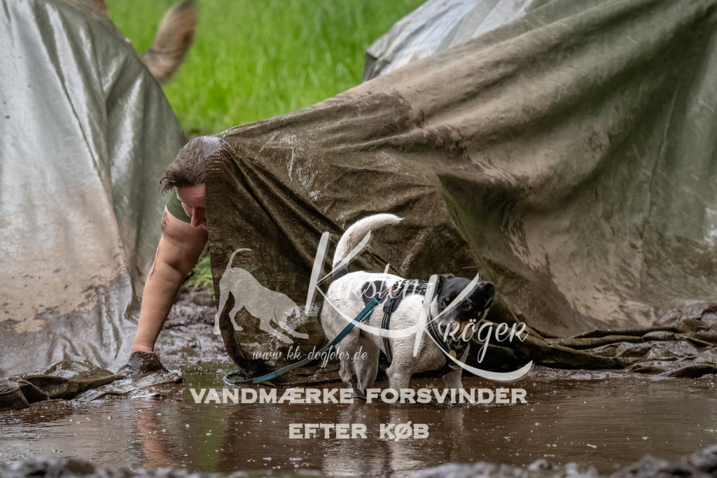 1542_ZZ94871-Bearbeitet | kk-dogfotos