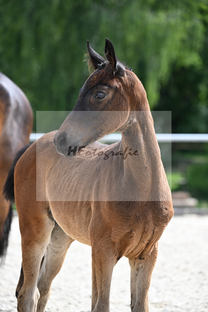 Kat-Nr. 5 Diamantenglanz x Sandro Hit_SF_Lechner_17250646 | hf-fotografie - Realizzato con Pictrs.com