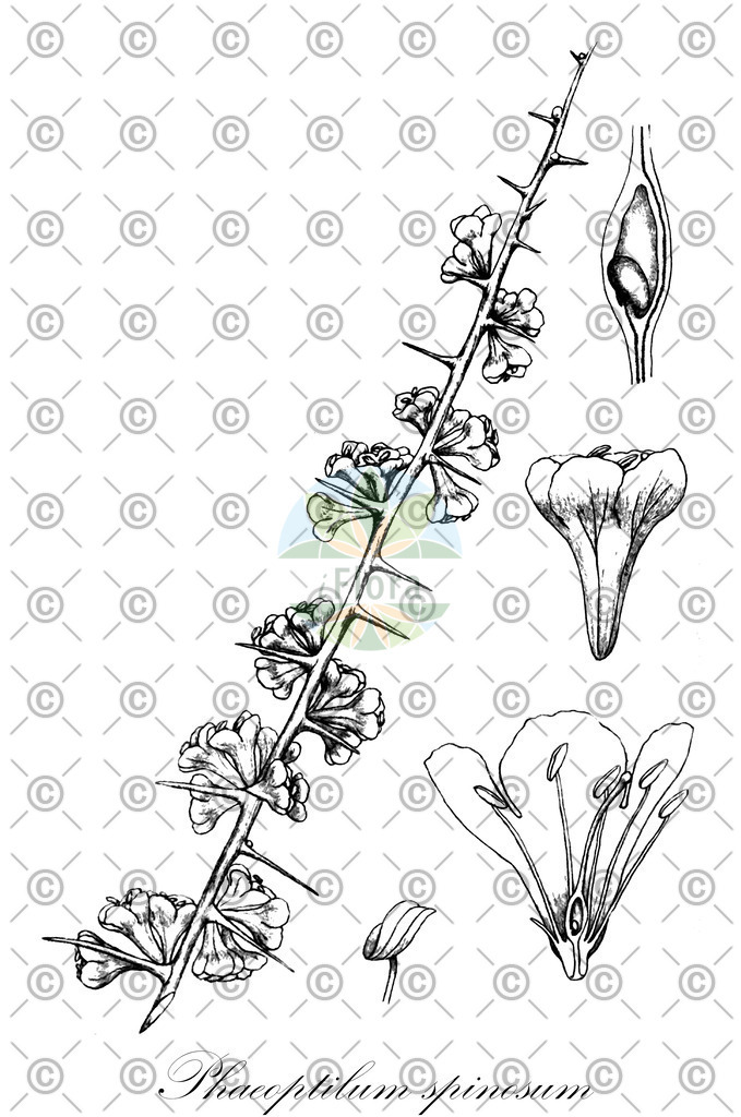 HistAbb_7PR6J_1_ENZY_Simple | Historische Abbildung von Phaeoptilum spinosum - Nyctaginaceae | Historical Illustration of Phaeoptilum spinosum - Nyctaginaceae