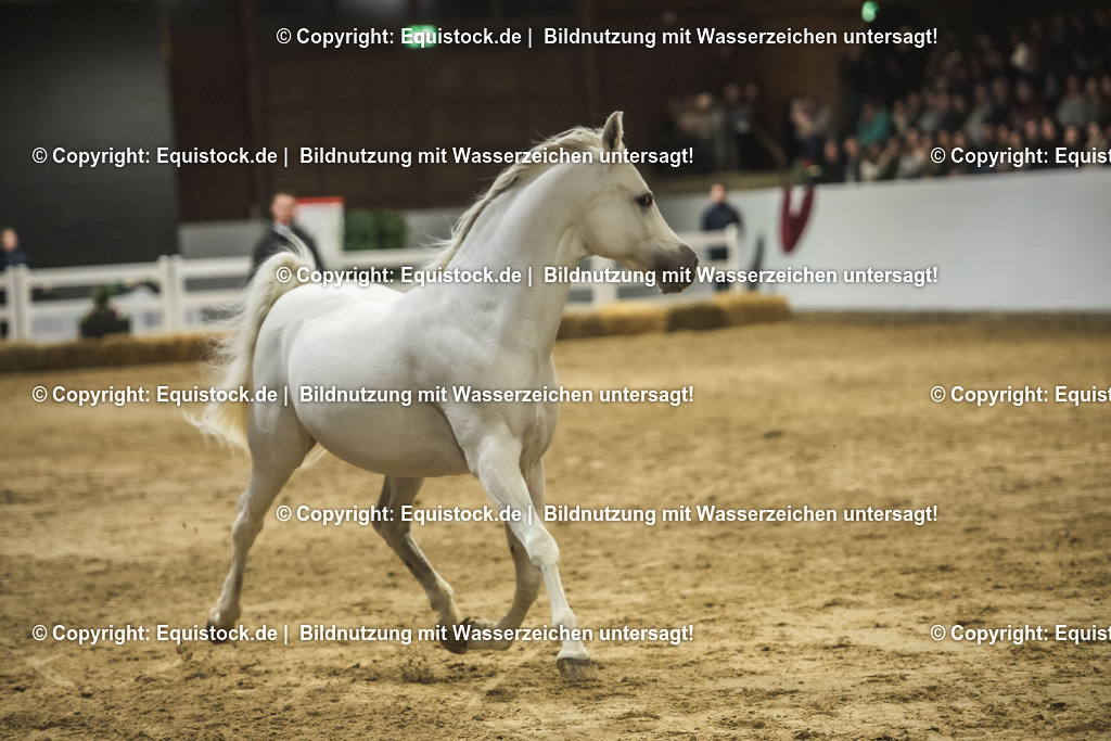 20240302_Hengstvorstellung_Marbach_TOMsPiC_1144 | equistock