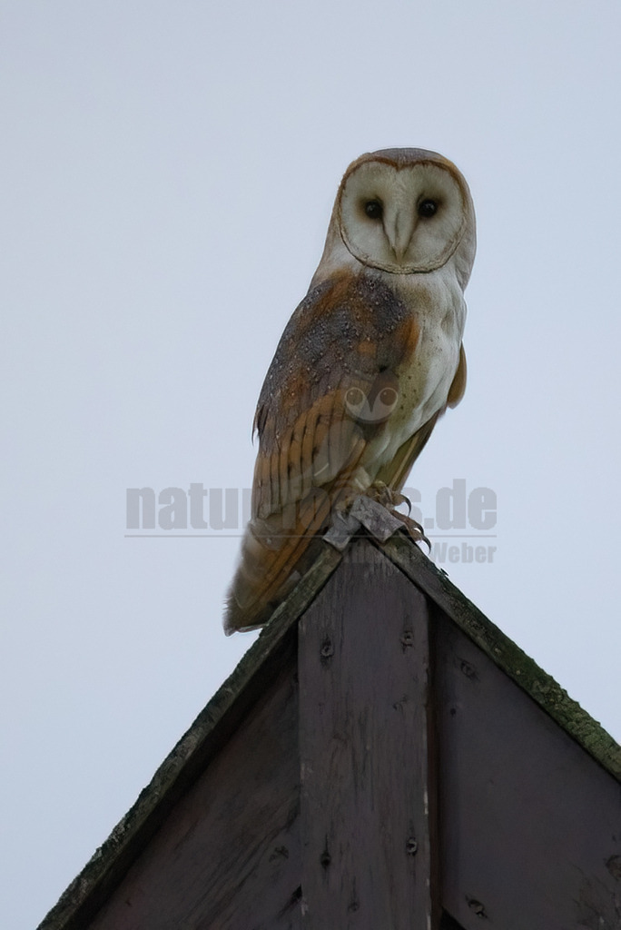 R6NF1356_20240702 | Die Schleiereule ist durch ihren meist hellen, herzförmigen Gesichtsschleier unverwechselbar; diesem verdankt sie letztlich ihren deutschen Namen. Im Unterschied zu den meisten Eulenarten sind die Augen der Schleiereule eher klein, leicht schräg gestellt und von dunklem Schwarzbraun. Mit ca. 34 cm entspricht die Schleiereule etwa der Größe einer Haustaube; Gewicht im Mittel 315-340g. Die Gefiederfärbung der Oberseite ist grau mit vielen kleinen schwarz-weißen Tropfenflecken, die der Unterseite rein-weiß bis gelbbraun mit kleinen, dunkelbraunen Tüpfeln, deren Anzahl und Dichte individuell stark variieren.  - Realisiert mit Pictrs.com