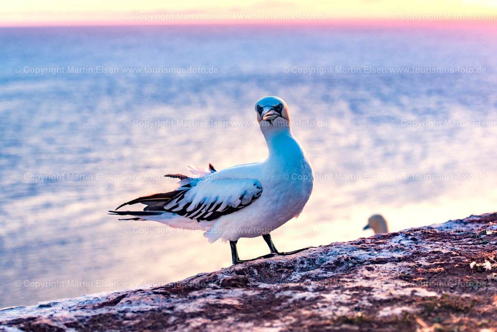 Helgoland Bastölpel_ELS_2602030818 | Helgoland - Aufnahmedatum: 31.07.2018, Aufnahmehöhe:  m, Koordinaten:  - , Bildgröße: 7314 x  4876 Pixel - Copyright 2018 by Martin Elsen, Kontakt: Tel.: +49 157 74581206, E-Mail: info@schoenes-foto.deSchlagwörter:Schleswig-Holstein,Landkreis Pinneberg,Düne,Hochseeinsel,Börteboote,Meer,Küste,Halunder,Oberland,Unterland,Strand,Seehunde,Robben,Lange Anna,Felsen,Roter Felsen,Luftbild,Luftbilder,Bastölpel - Realisiert mit Pictrs.com