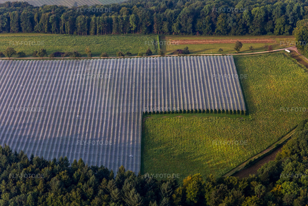 Luftbild: Abgedeckte Apfelplantagen im Ortsteil Espasingen in Stockach im Bundesland Baden-Württemberg in Deutschland. Foto: IMG_102859.jpg vom 26.08.2017 durch Werner Riehm/FLY-FOTO.de