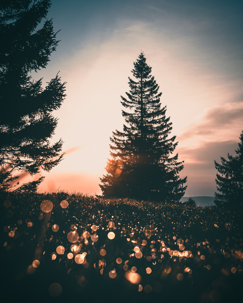 Black Forest Mood | Morgenstimmung im Schwarzwald - Realisiert mit Pictrs.com