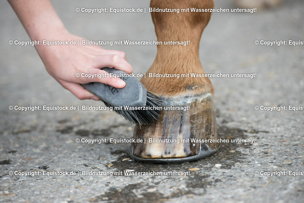 20160626_Hufe_Waschen_0003 | Foto: Thomas Hartig